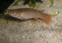 Rivulus rubripunctatus